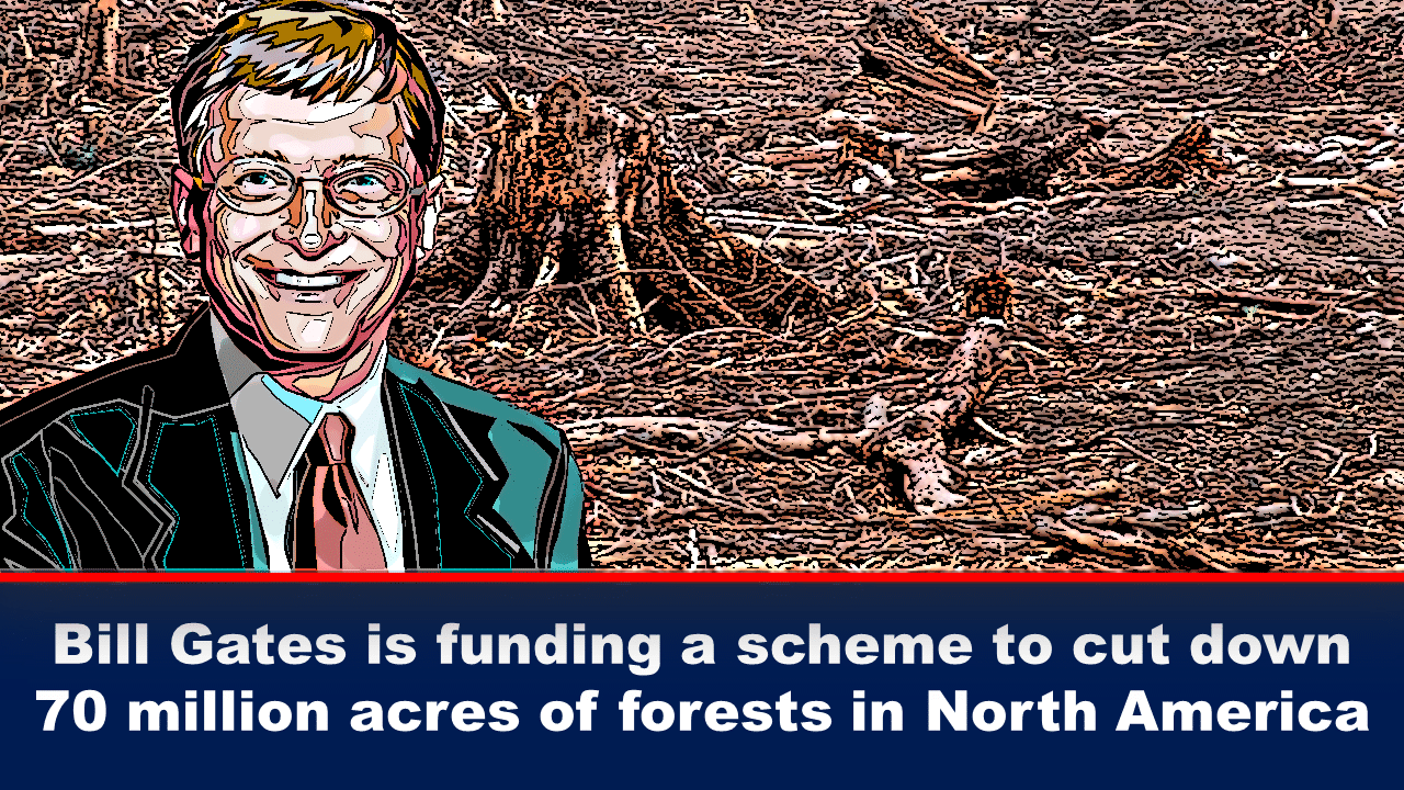 bill gates deforest - The Expose