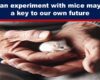 image of a white Norway mouse in the hands of an old man