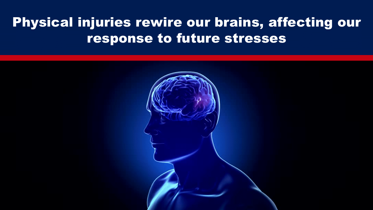- The Expose Expose News: Brain diagram highlights how physical injuries rewire our brains, influencing our stress response. Discover the surprising connection!